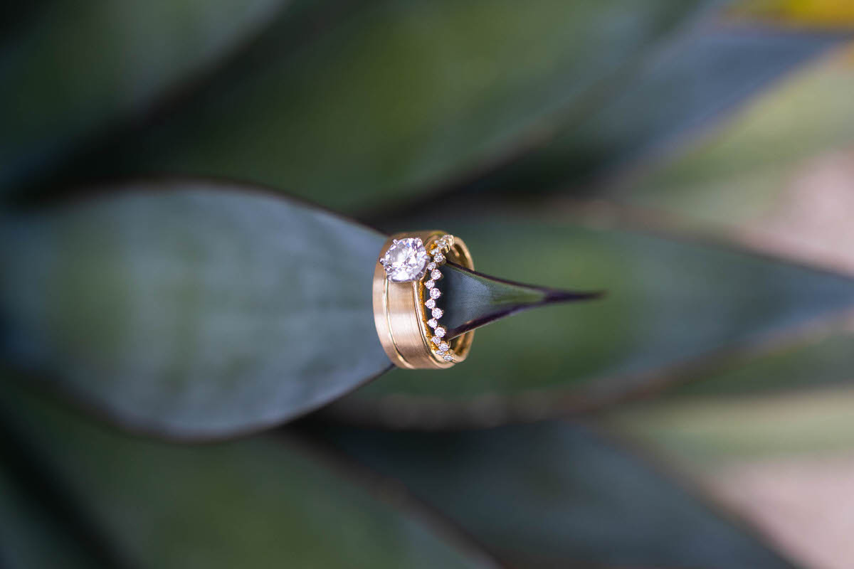 wedding-ring-cactus